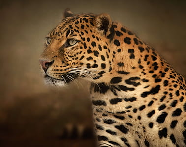 selective focus photography of black and brown leopard