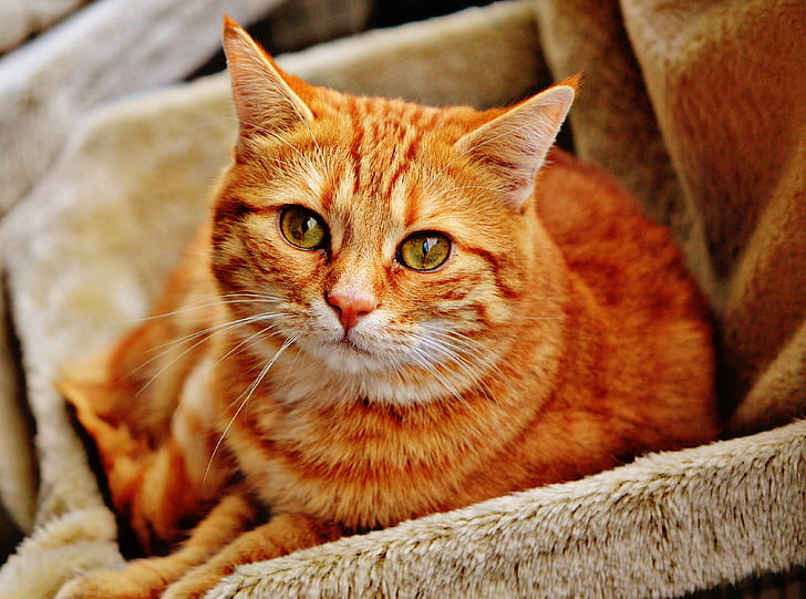 photo of orange tabby cat on gray fur sofa