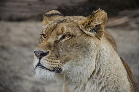 closeup photo of lioness