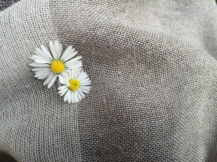 two white daisy flowers on gray textile