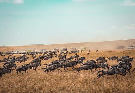 animals running in the field during daytime