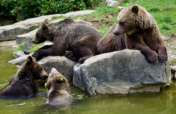 four brown grizzly bears on brown stone