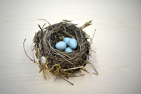 grey nest with eggs