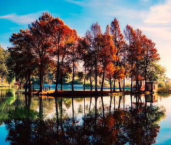 orange trees surrounded by body of water photo during daytime