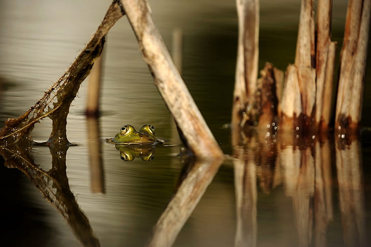 green frog on body of water near brown branches
