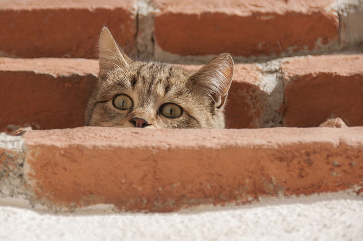 closeup photo of brown cat beside concrete brick