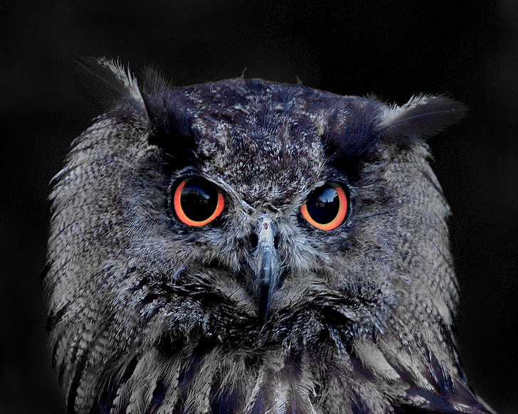 photo of black owl