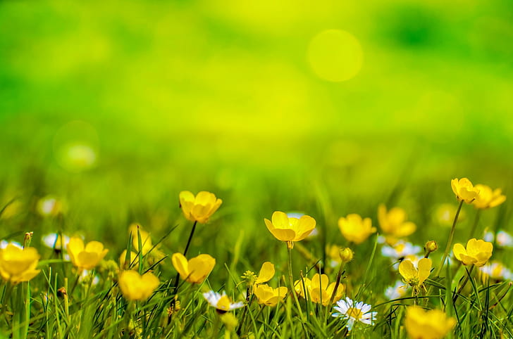 shallow focus photography of yellow flower field