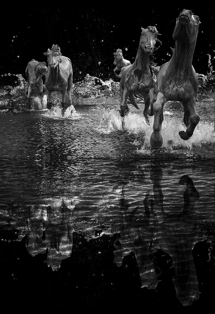 herd of horse running in body of water