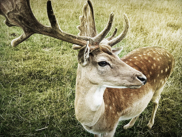 close-up photo of brown reindeer