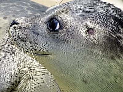 Close-up of Sea Lion at Beach