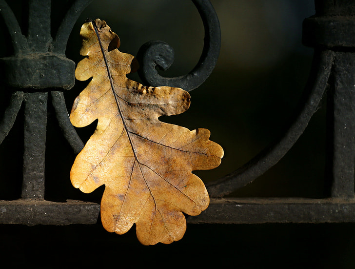 withered oak leaf