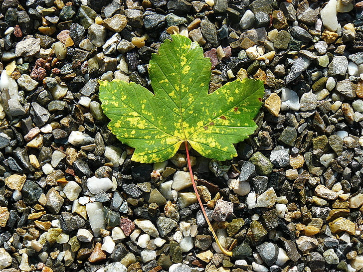 green maple leave