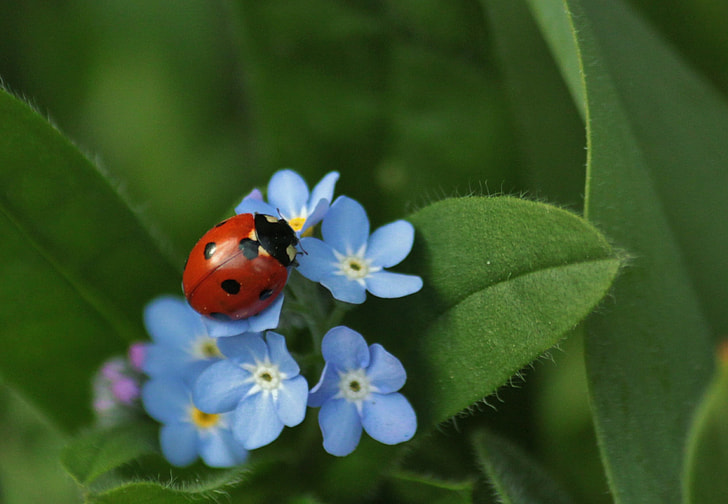 red ladybug on blue petaled flowers