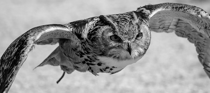 gray owl flying
