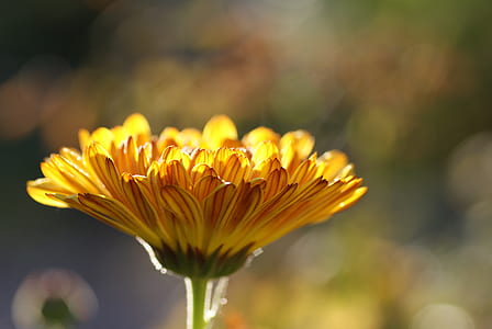 yellow daisy flower in bloom close-up photo
