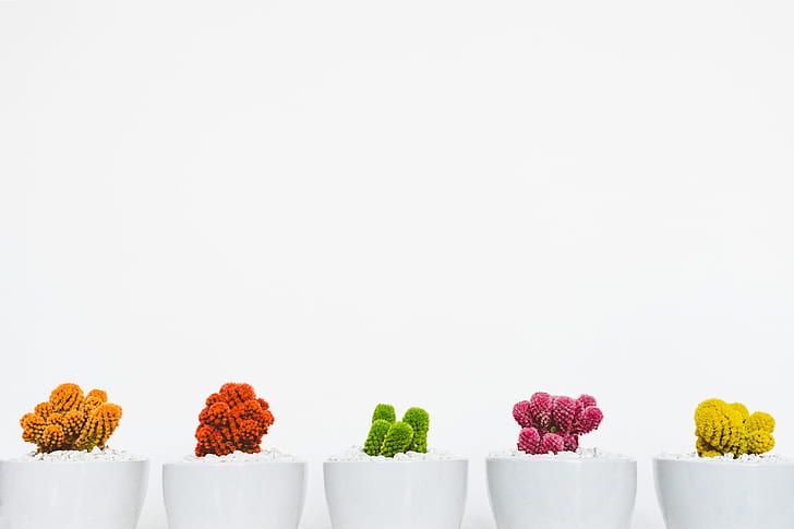 assorted plants in white ceramic pots