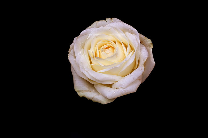 closeup photo of white rose flower
