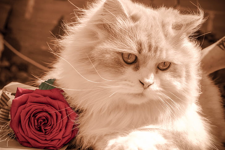 photo of long-coated white cat and red rose