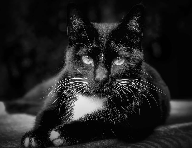 photo of black and white cat