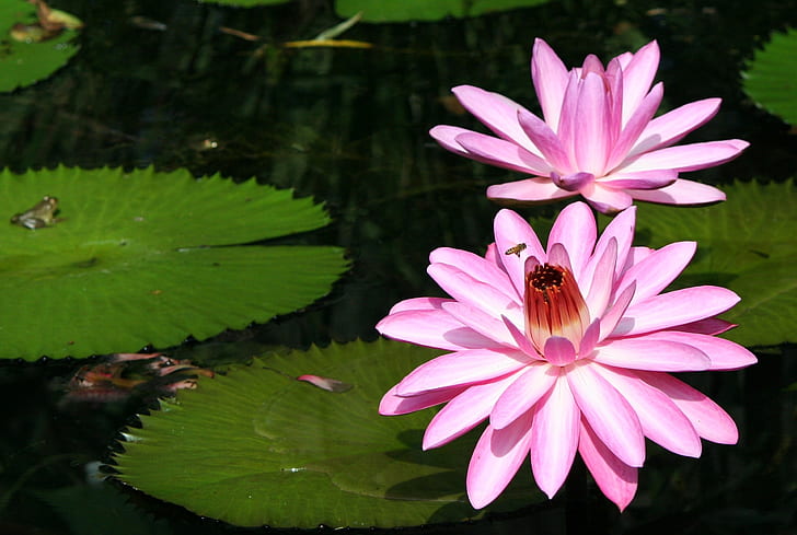 photo of two pink water lotus flowers