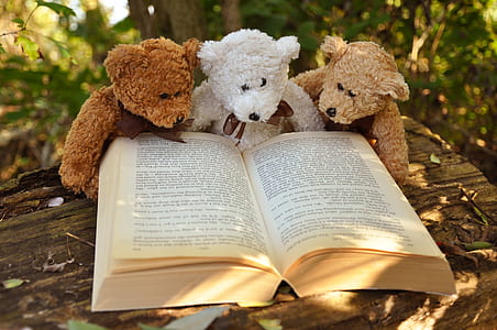 three brown and white bear plush toys with book on brown wooden table