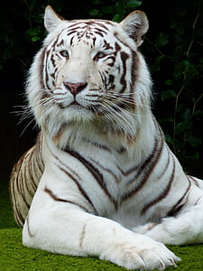 white tiger laying on green grass during daytime