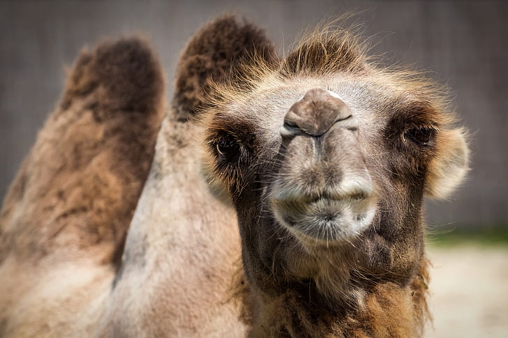 photography of brown camel