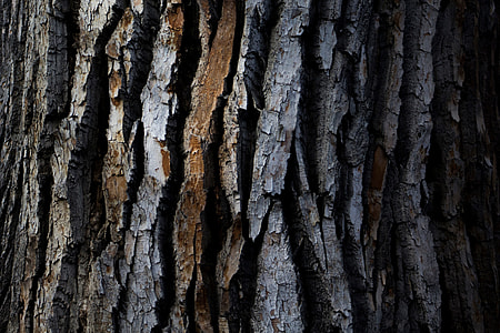 Closeup texture shot of wood tree bark