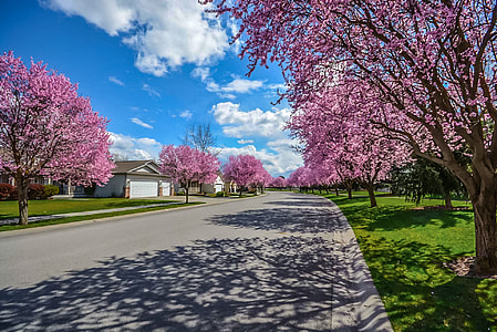 pink blossom trees