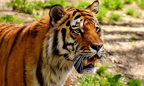 tiger with grass