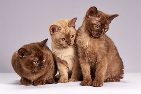 three short-coated brown cats