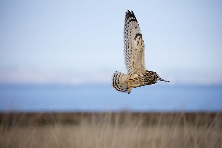 selective focus photography of flying owl