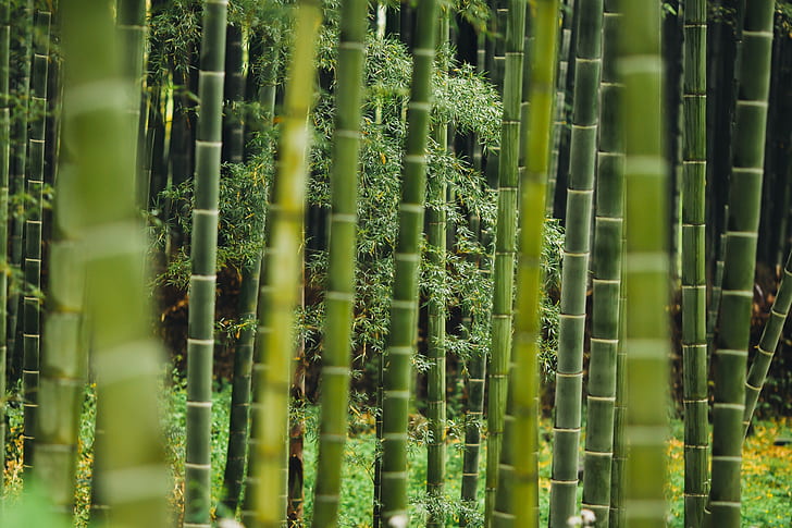 green bamboo forest photography