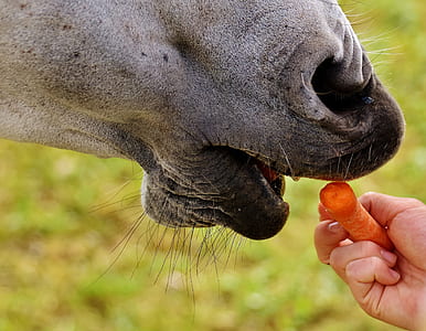 person feeding animal with carrot
