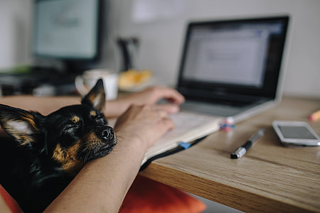 Woman working on her laptop with her dog
