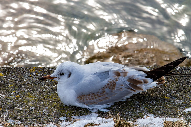 white and brown bird resting beside the waters