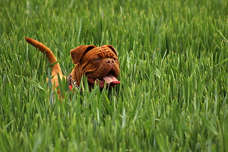 Brown Short Haired Dog on Green Ground Cover Plants during Daytime