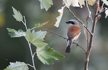 brown and gray bird on tree stem during daytime