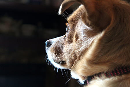 Closeup Photo of Short-coated Tan Dog
