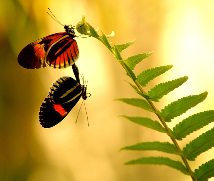 shallow focus photography of red and black butterflies on green leaves