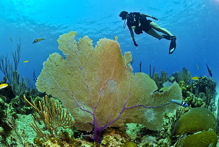 diver in black wet suit under the sea