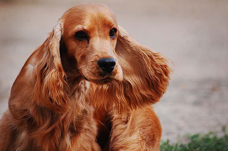 tilt shift lens photography of long-coated brown dog