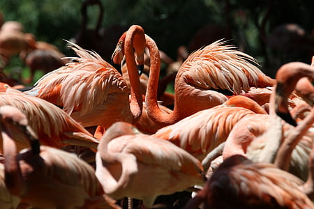 Flock of Lesser Flamingo