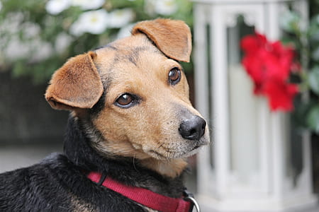 closeup photo of tan and black Jack Russell terrier