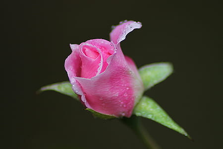 Pink Rose in Shallow Photography
