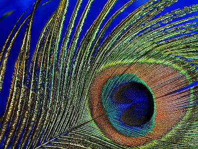 shallow focus photography of peacock tail