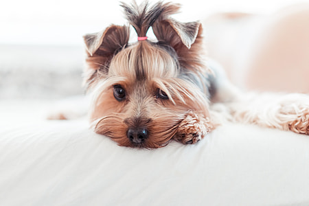 Adorable Yorkshire Terrier Puppy Innocent Look in Bed