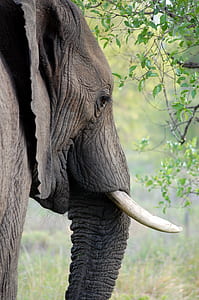 gray elephant beside green leafed trees