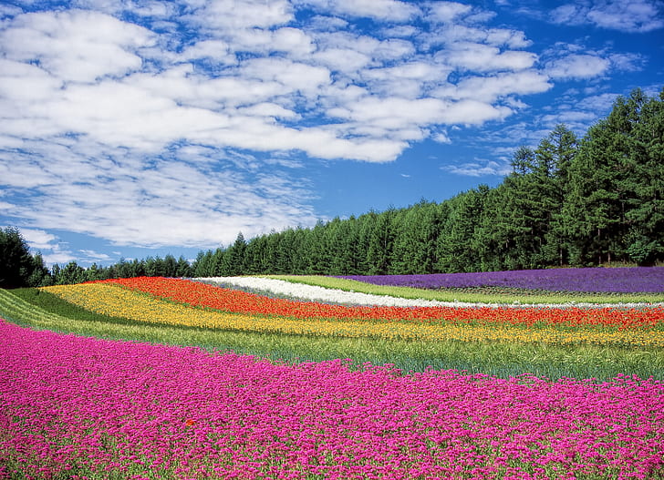 pink, green, yellow, red, white, and purple flowers with trees under blue cloudy sky